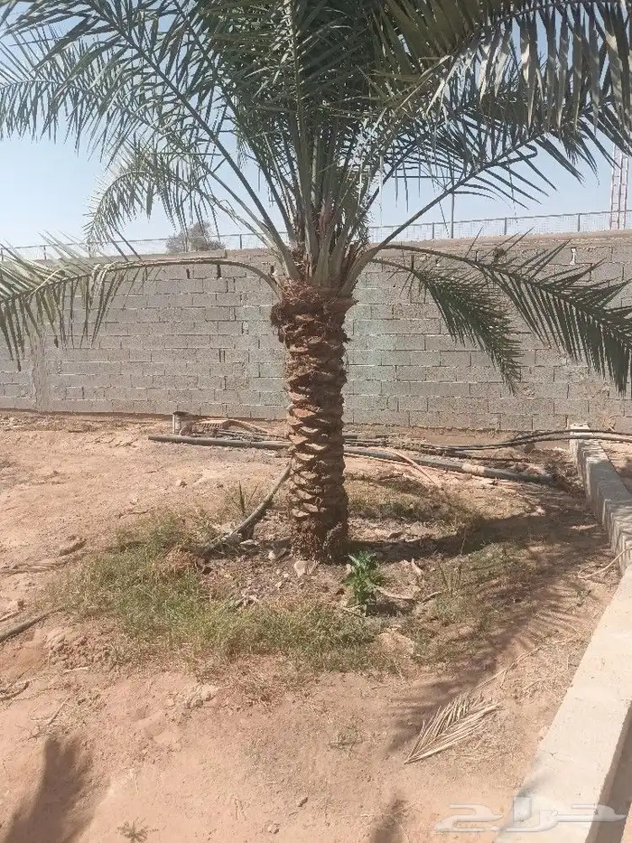نوفر جميع انواع النخيل المثمره 4