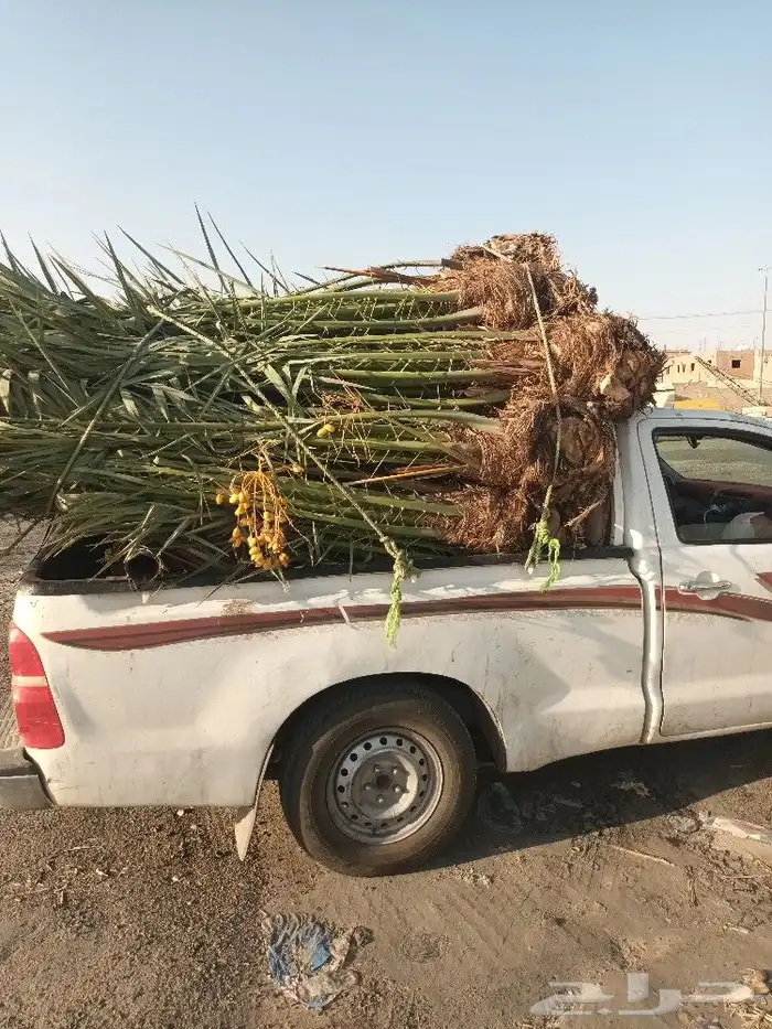 نوفر جميع انواع النخيل المثمره 2