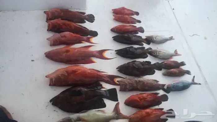  رحلات بحرية بياضة مالديف جدة نزهة رحلات صيد 18