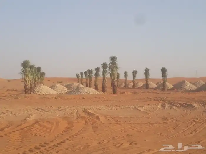 نخيل عربي وشطني 0508928487والاشجار 4