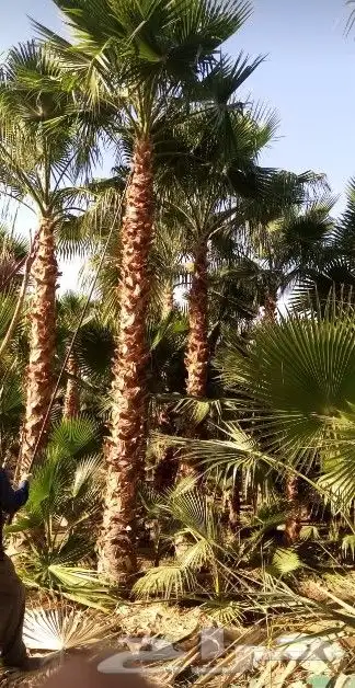 زراعه نخيل واشنطني نخل عربي وثيل 8