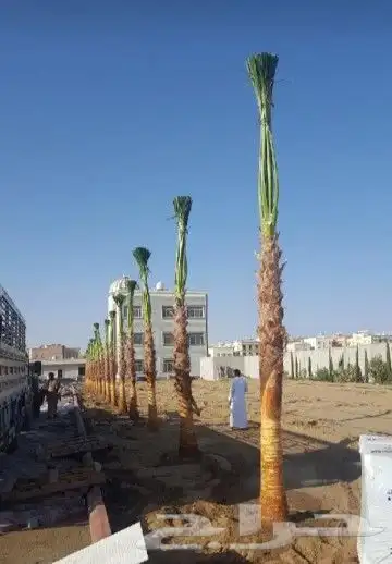 زراعه نخيل واشنطني نخل عربي وثيل 9