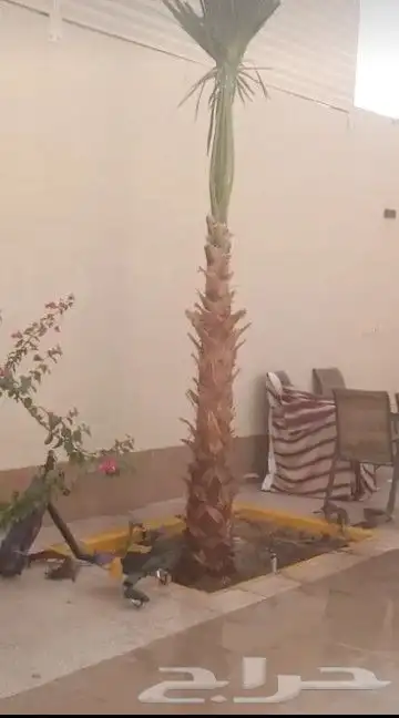 زراعه نخيل واشنطني نخل عربي وثيل 6