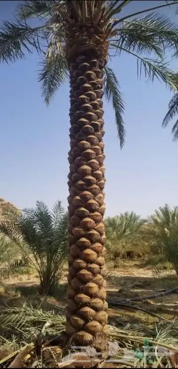 زراعه نخيل واشنطني نخل عربي وثيل 7