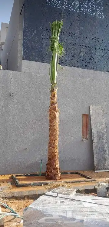 زراعه نخيل واشنطني نخل عربي وثيل 4