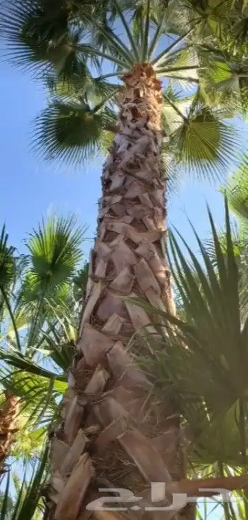 زراعه نخيل واشنطني نخل عربي وثيل 5