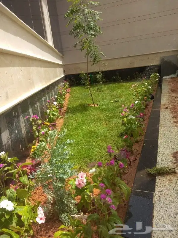 زراعه نخيل واشنطني نخل عربي وثيل 3