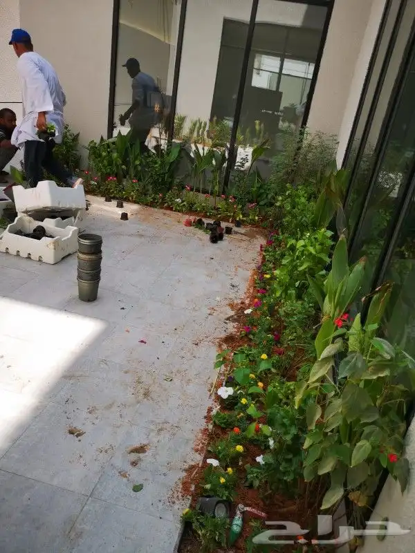 زراعه نخيل واشنطني نخل عربي وثيل 1