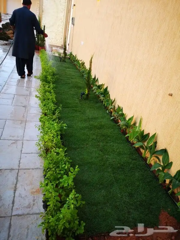 زراعه نخيل واشنطني نخل عربي وثيل 0