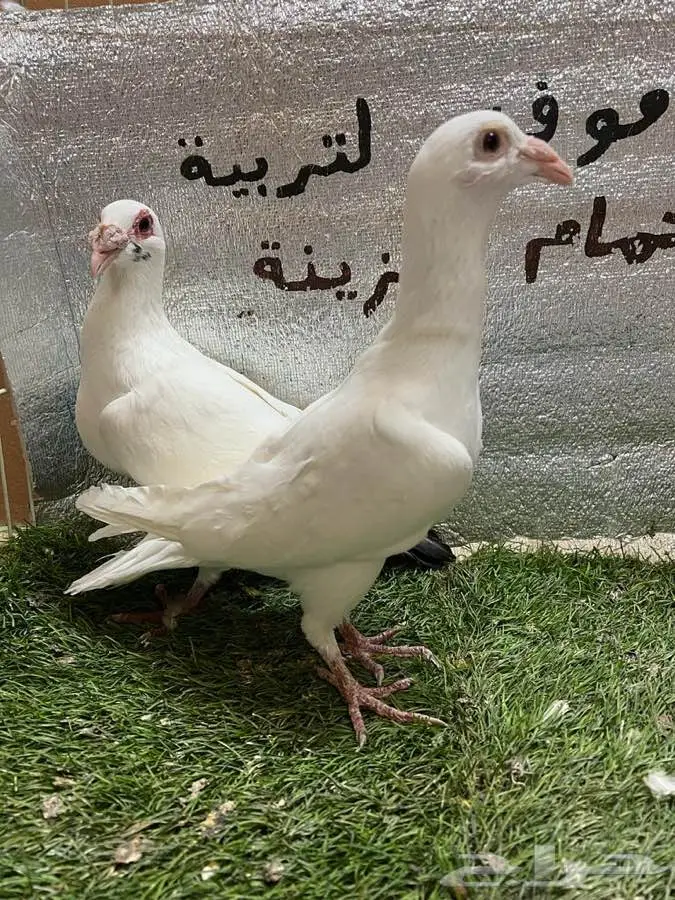 حمام كارير  3