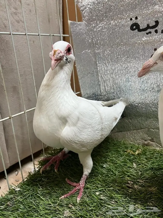 حمام كارير  2