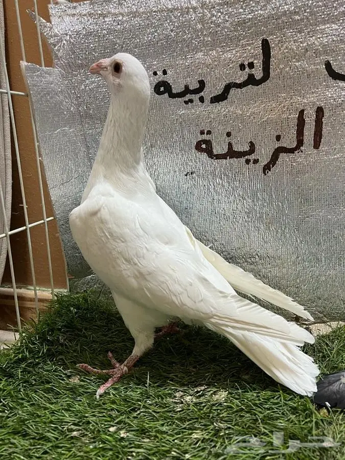 حمام كارير  4