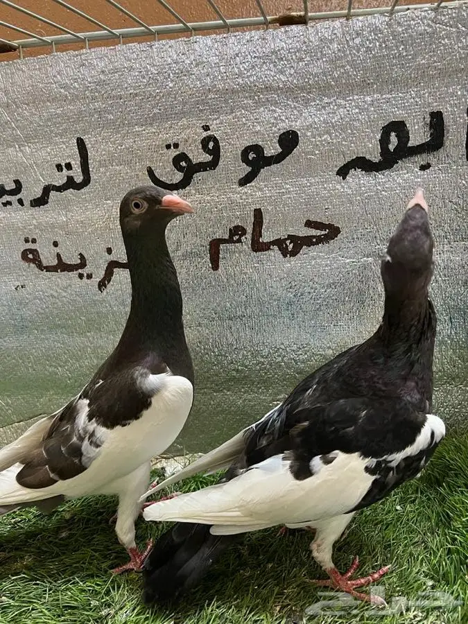 حمام مكابي  5
