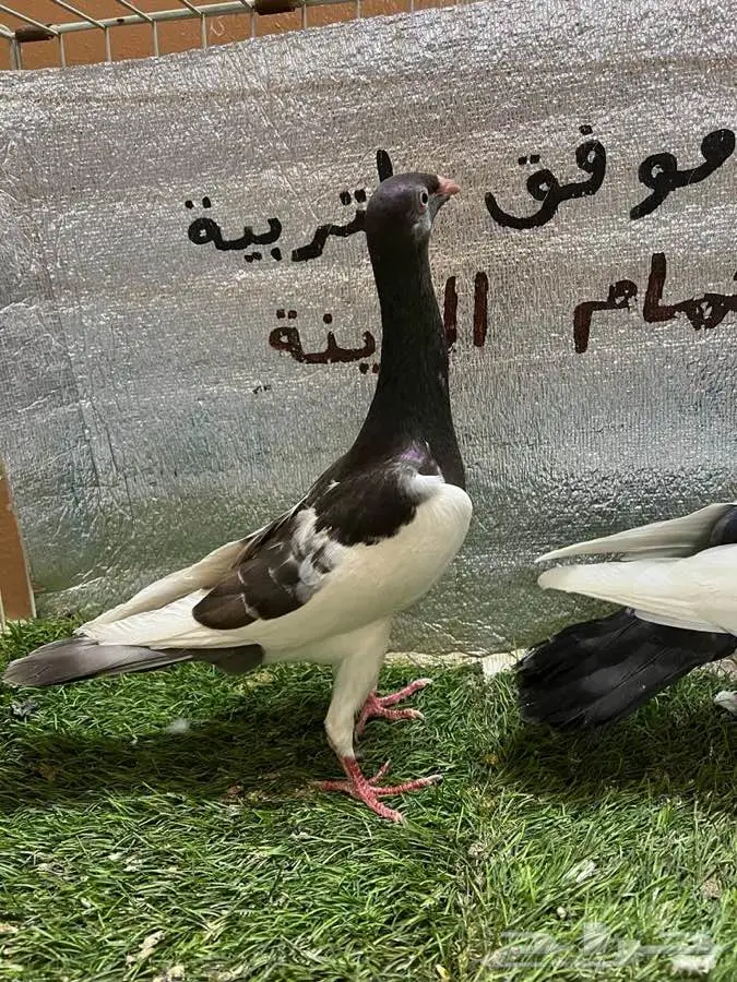 حمام مكابي  7