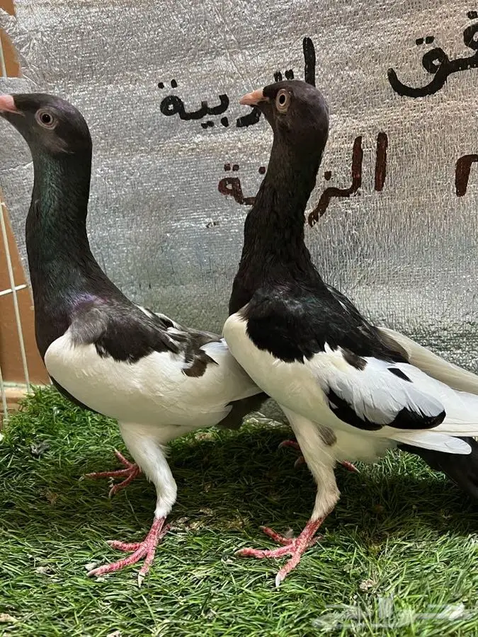 حمام مكابي  0