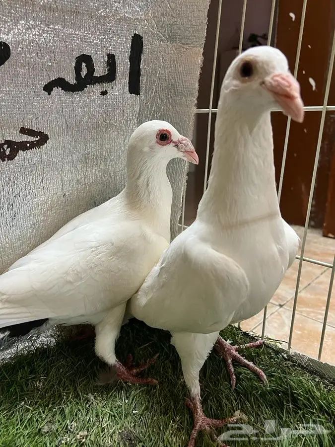 حمام كارير  5