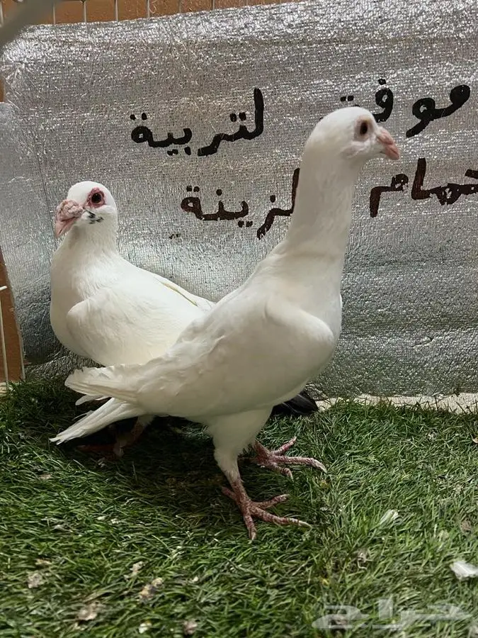 حمام كارير  1