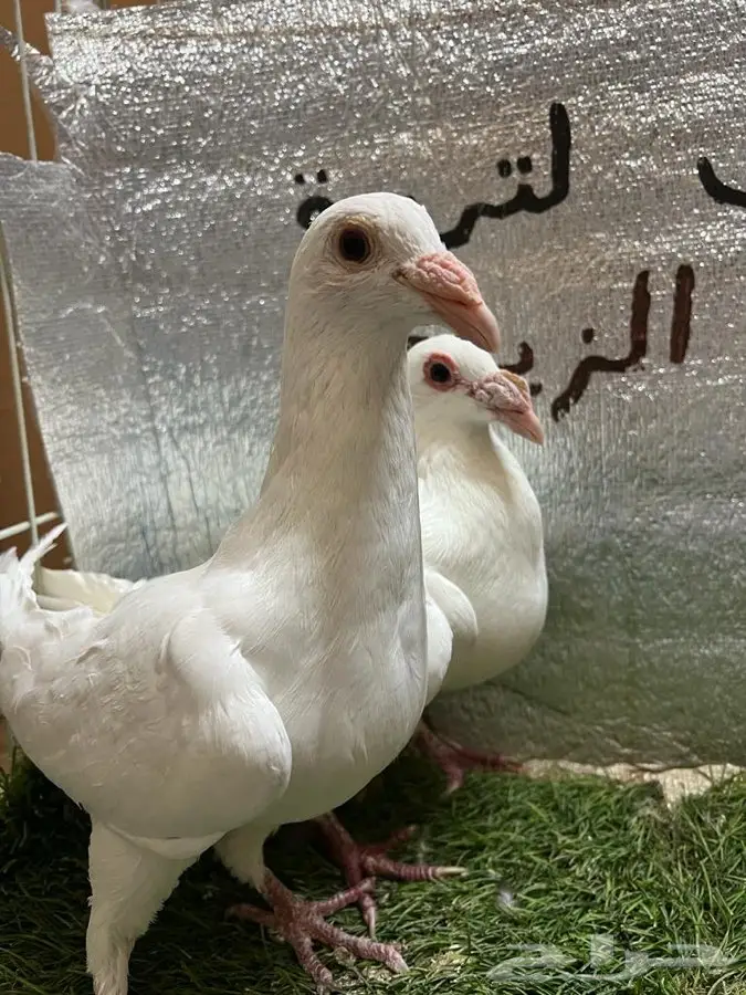 حمام كارير  6