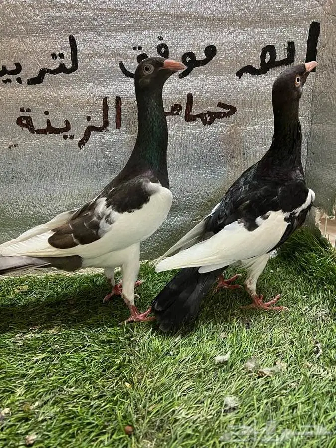 حمام مكابي  9