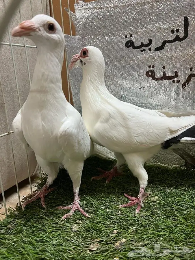 حمام كارير  7