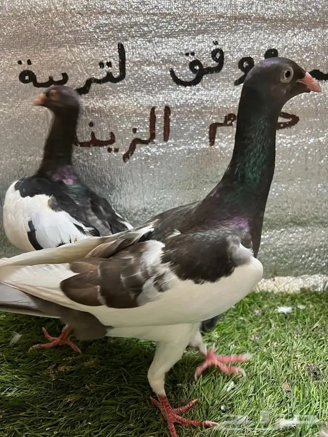 حمام مكابي  4