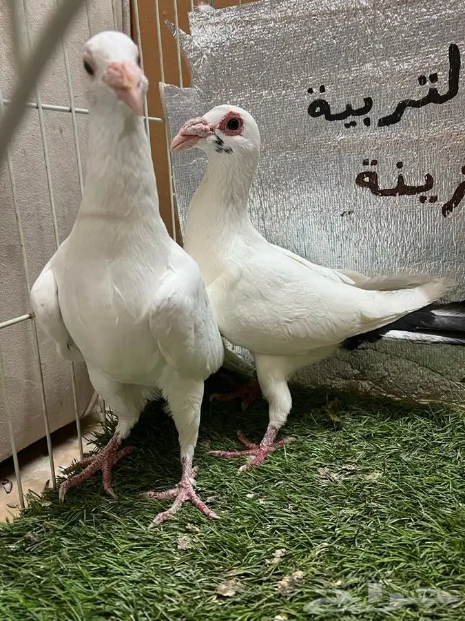 حمام كارير  0