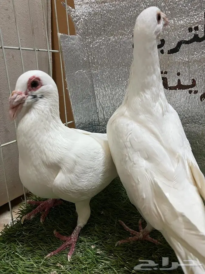 حمام كارير  8