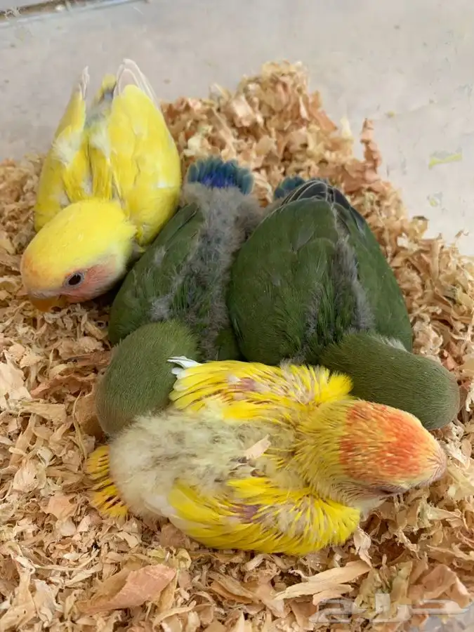 فرخ روز غر 3