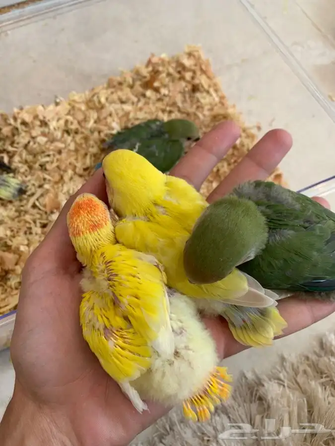 فرخ روز غر 0