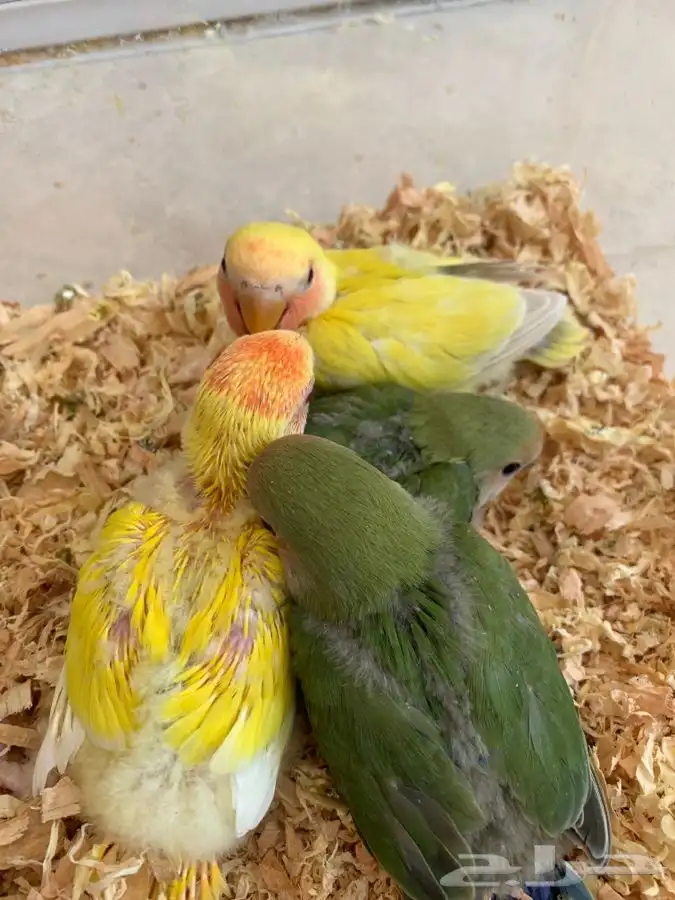 فرخ روز غر 1