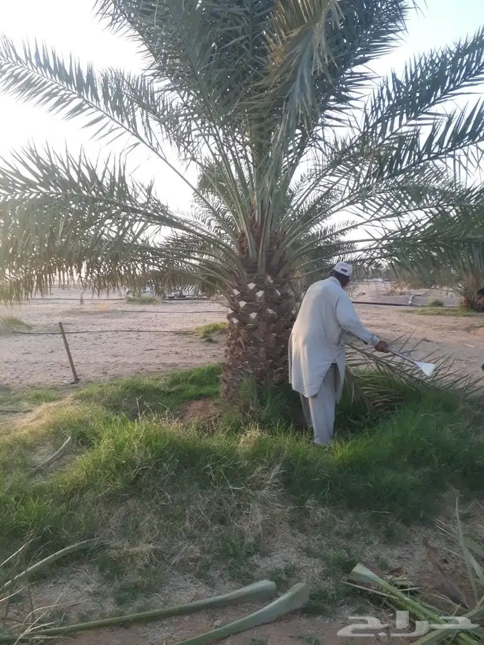 نخيل عربي وشطني 0508928487والاشجار 9