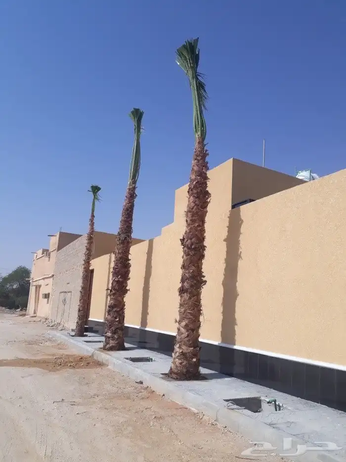 نخيل عربي وشطني 0508928487والاشجار 0