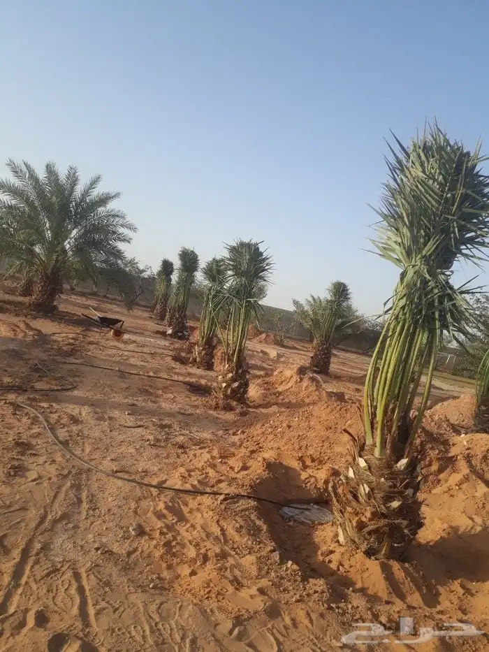 نخيل عربي وشطني 0508928487والاشجار 8
