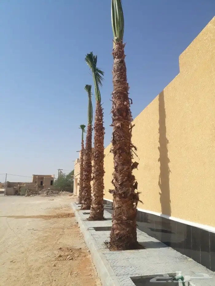 نخيل عربي وشطني 0508928487والاشجار 1