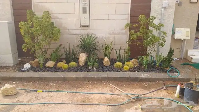 زراعه نخيل واشنطني نخل عربي وثيل 2