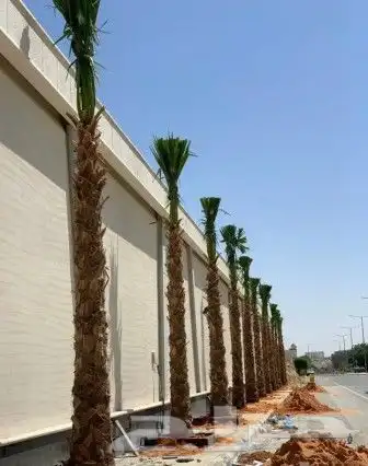 لدينا نخل وشنطني مع التوصيل والزرع 1