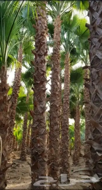 لدينا نخل وشنطني مع التوصيل والزرع 2