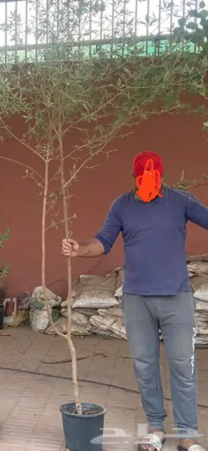 شجر كف مريم كبير 1