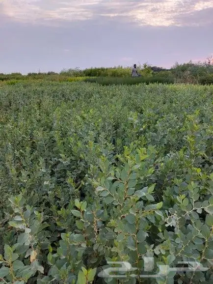 شتللت نباتات برية والنباتات الشوكية 8