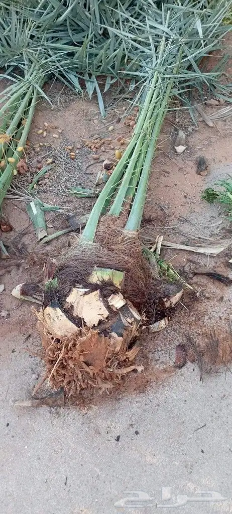 نخل طالع للغربيه والجنوب للبيع مع التوصيل 5