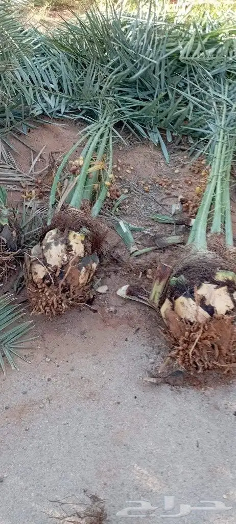 نخل طالع للغربيه والجنوب للبيع مع التوصيل 3