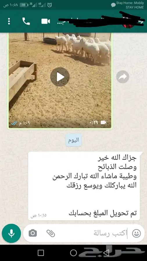 ذبيحتك لبيتك وانت مرتاح حري بري فاخر من الاخر 81