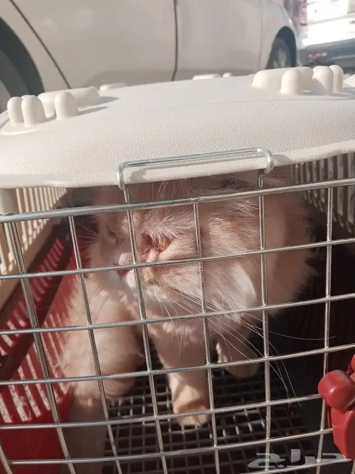 مندوب توصيل حيوانات اليفه 1