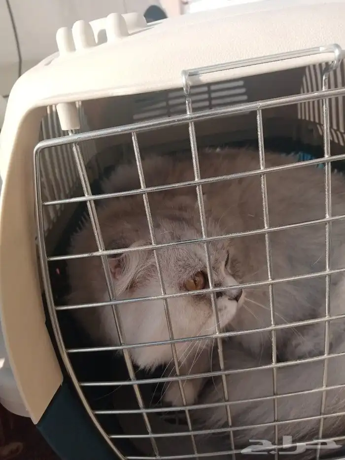 مندوب توصيل حيوانات اليفه 0