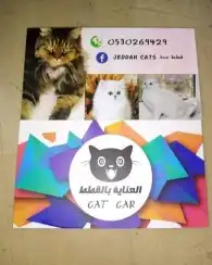 العناية بالقطط 0