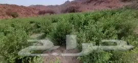 حناء مطحون انتاج ضواحي ينبع منطقة المدينه 3