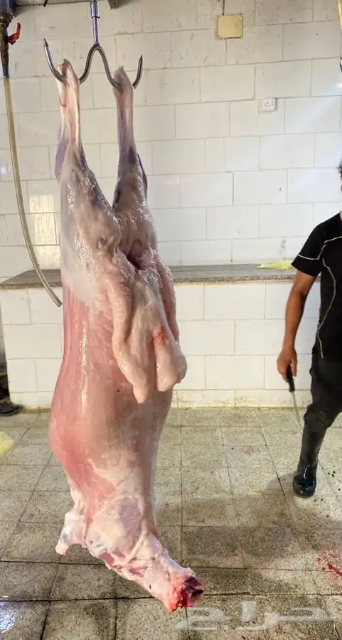 ذبايح طليان حريه ذبح توصيل لباب بيتك لثلاجة وللمناسبة 0