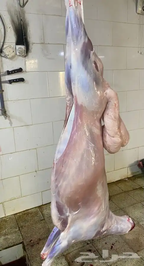 ذبايح طليان حريه ذبح توصيل لباب بيتك لثلاجة وللمناسبة 3