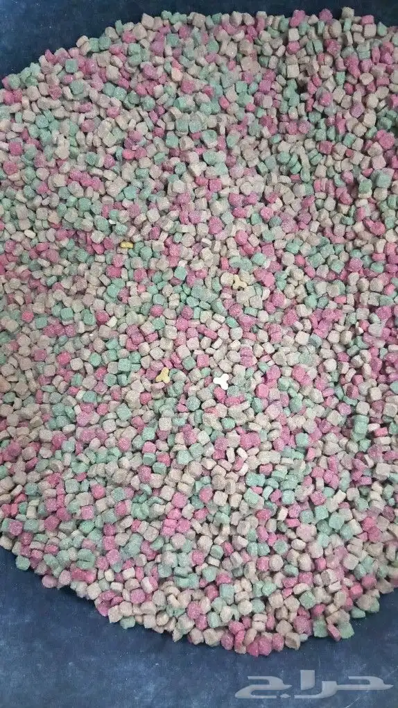 سوق الطيور 38
