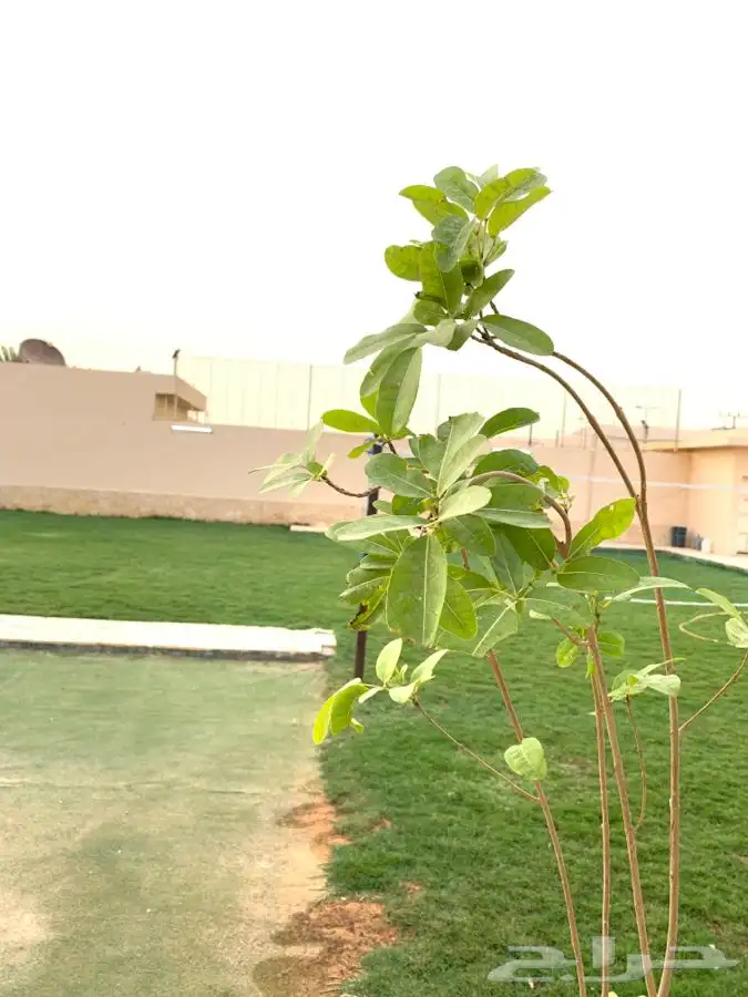 مصور محترف الرياض المزاحمية الخرج الدلم الدرعية الدمام 10